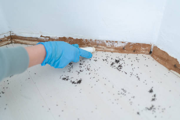 Best Insect Control  in Hawthorne, NY